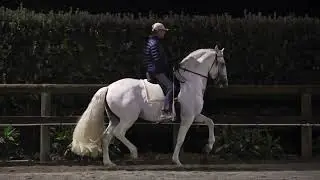 Ocaso FV (Imp Spain) Ridden by Juan Diego Garcia-trevijano