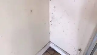 The pest House