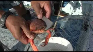 Kona Crab Fishing