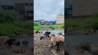 Pig collection chek out🐷🐗 good breed feed#pigs#collection#feed#farm#shortvideo#youtubeshorts#viral