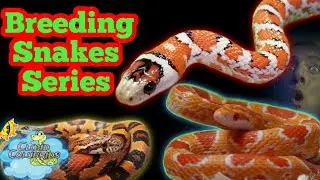 Breeding Snakes for the first time