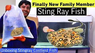 Finally i Got Sting Ray 😧 Monster Fish in Tank , Unboxing Stingray fish