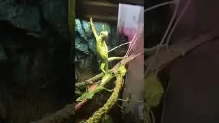 Photogenic Cute Lizard. #lizardlover #reptilelover #lizardlife #reptilelovers #reptilecommunity