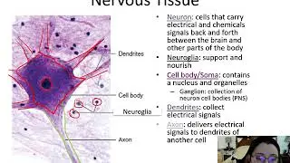 Human Biology Nervous System Lecture