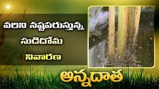 Hopper Damage in Paddy