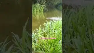 Trotting the stick float for Roach #fishing #floatfishing #riverfishing