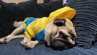 SLEEPY PUG 2021 | Pangpang the Pug dressed as a Minion at pug nap time (YouTube Short Live stream)