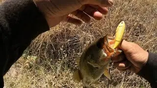 Topwater Bass Fishing in Super Shallow Canal!