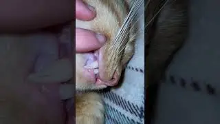 Cute kitten teeth! #cute #cat #teeth