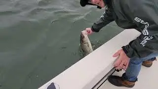 Fall Striper fishing with FishPit Charters.