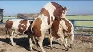 NATURAL ANIMAL MEETING | COW 🐄 AND BUFFALO || animal cross mating