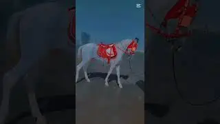 day out with frnds | star fish | horse ride| camels| fun day happy day #seaview #karachi #frnd