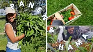 panen kangkung, tomat, cabe, dan tangkap hama perusak tanaman