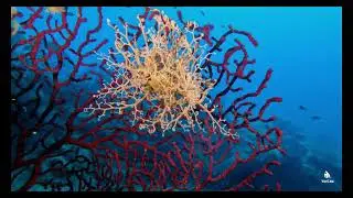 Diving Sicilia | Isola delle Femmine | 4K |