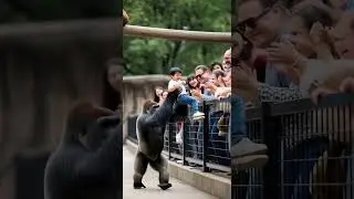 Gorilla and Orangutan Team Save the Kid! #animalhero #animals #gorilla #orangutan #savekids #shorts