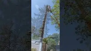 WNY Tree Removal Services | BRC Services, LLC.