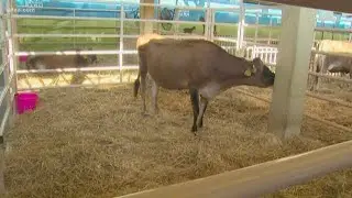State Fair of Texas's exhibit showcases livestock stewardship