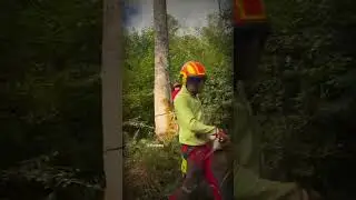 holzfaller
