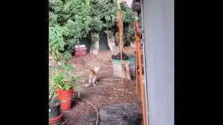 Spying on Feral Kitty with Morphy. Extreme pruning. #animal #cannabis #plantfever #dog🤘🏻