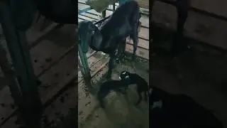 #HKGN GOAT FARM