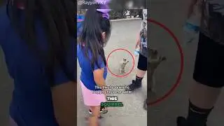 Squirrel Asked For Help #shorts #animals