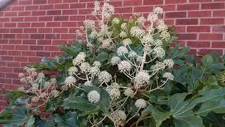 Castor Oil Plant - A closer look at this unique plant