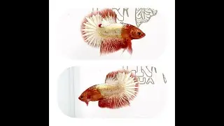 #207 Orange Fancy Copper Halfmoon Plakat | Betta | LK AQUA