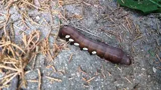 Pandorus Sphinx Moth caterpillar (Eumorpha pandorus)