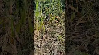 sul #harehunting #duckhunting #wildlife #phonkagressive #duckblind