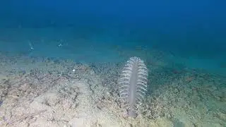 Penna di Mare White Sea pen Pennatula bianca Pteroeides spinosum Pennatulacea Intotheblue.it