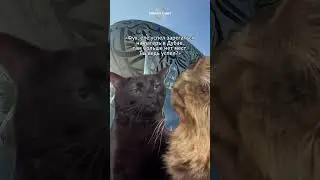 😼 Когда твой друг уже в списках на Dubai Camp, а ты ещё думаешь &laquo;ну я успею&raquo;.
