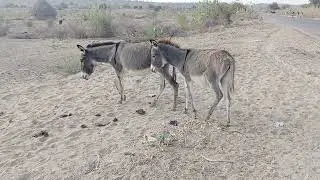 Desert Donkeys: A Natural Moment of Bonding Amazing scene video viral 😍