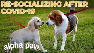 How To Socialize Your Dog After Covid-19