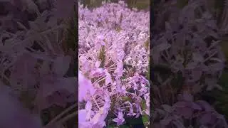 #природа #красивые #цветы