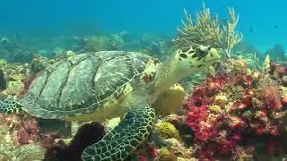 World Oceans Day - 