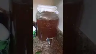 Raspberry Mint Kombucha Pt. 1