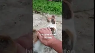 Got Bitten when i Petted a Stray Cat 😬 #shorts