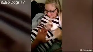 Dogs Protecting Pregnant Women Videos Compilation 2019 🤰🐕 Dog Loves Babies in the womb