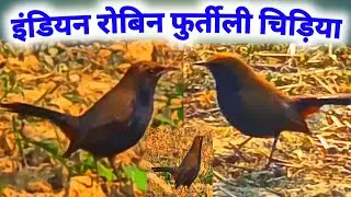 इंडियन रोबिन फुर्तीली देसी चिड़िया 🕊 Indian  Robin Bird  Lifestyle  , Copsychus Fulicatus desi Bird 
