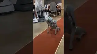 Dog Go2 Robot | The Ultimate Advanced Surveillance Companion