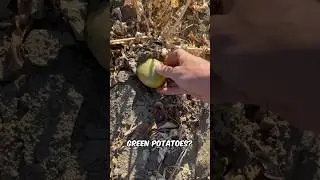 The source of green potatoes #potato
