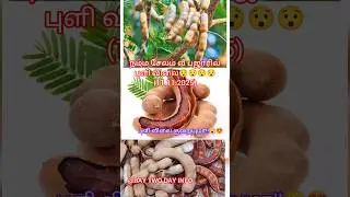 Tamarind Price At Salem lee bazaar(11.11.2025)#tamarind #tamarindrice #food #shorts #shortvideo