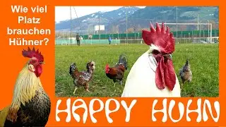 E14 Wieviel Platz brauchen H&uuml;hner? - HAPPY HUHN - Platzbedarf f&uuml;r die tiergerechte H&uuml;hnerhaltung