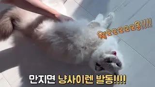 냐옹 대신 비명지르는 랙돌고양이 ( 고막주의!! )  | 셋째 조이. 착한데, 누나를 팹니다.