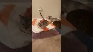 Bengal Family