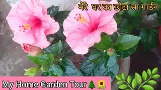 My Home Garden Tour || My Kitchen Garden Tour || Fresh Organic Veggies/ @ManishasKitchenSpecial