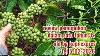 review pemupukan tanaman kopi satu tahun tiga kali