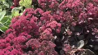 Sedum for Honeybees