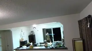 ...a bird flew into my house