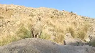 Grey francolin calling. Partridge sound. Female Partridge hunting call.